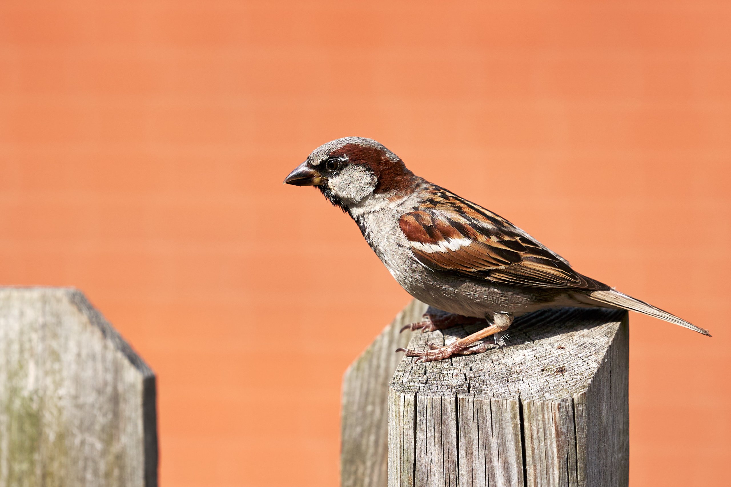 2022 07 22 Sverige 0293